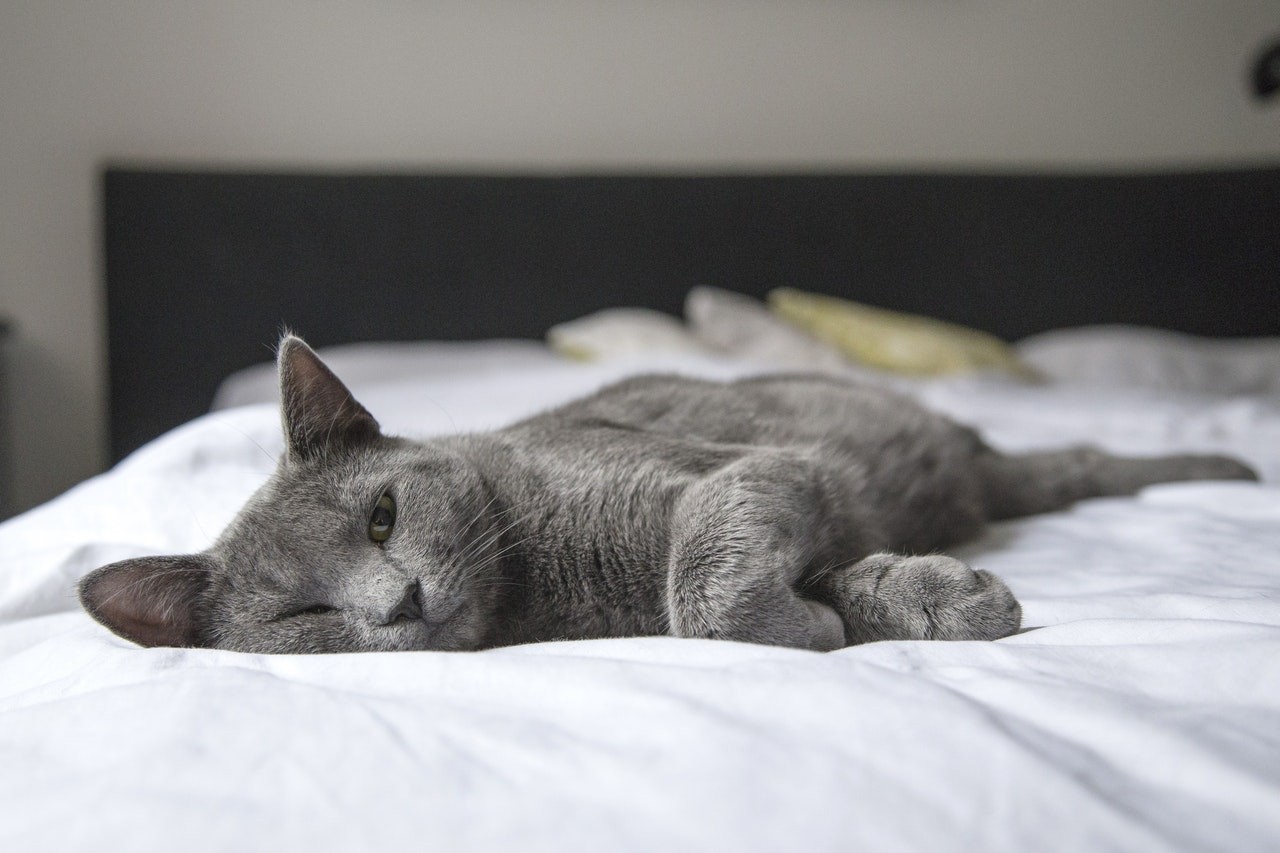 No geral os gatos têm excesso de energia a noite por não terem gasto energético nos horários crepusculares  (Foto: pexels/ pixabay/ CreativeCommons)