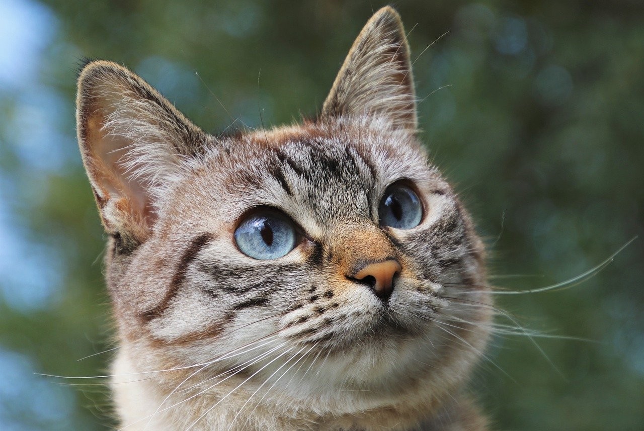 Gatos foram suscetíveis ao coronavírus em estudo realizado por pesquisadores da Universidade de Berna, na Suíça (Foto: pasja1000/Pixabay )