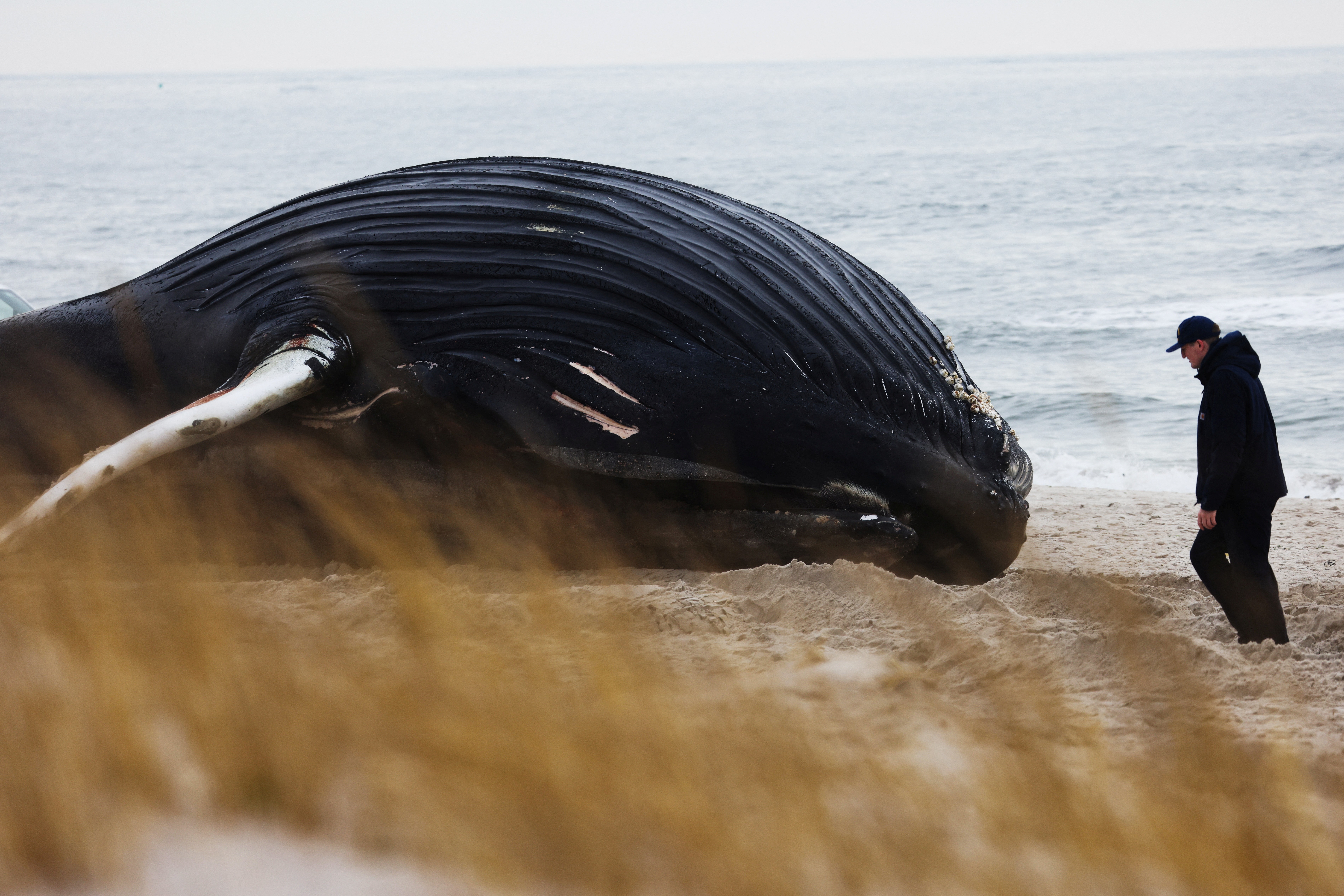 Baleia-jubarte de 10 metros morre em praia de Nova York