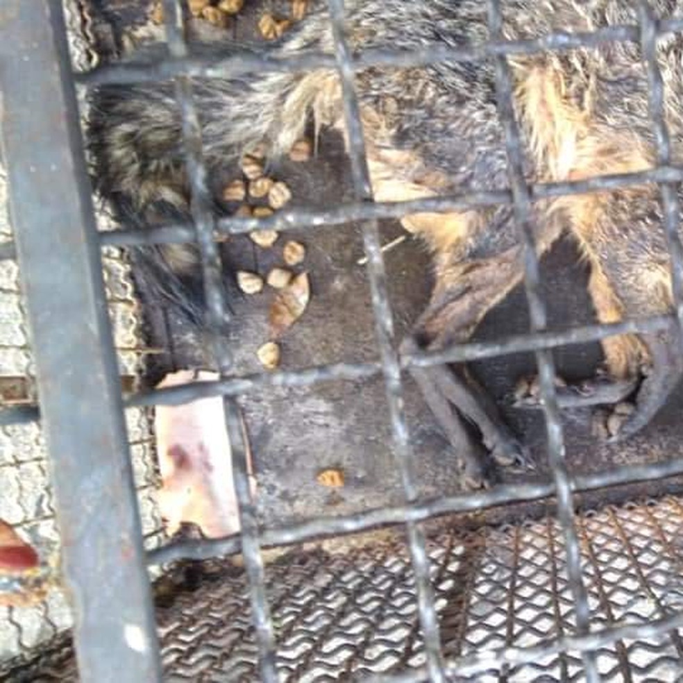 Cachorro Do Mato E Resgatado Durante Incendio Em Vegetacao No Centro De Barra Mansa Sul Do Rio E Costa Verde G1