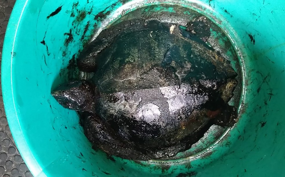 Uma tartaruga coberta por óleo é tratada por biólogos no Centro Aquasis de Reabilitação de Mamíferos Marinhos em Caucaia, no Ceará — Foto: Andressa Gomide/Acervo Aquasis/AFP