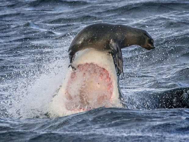 Flagra de David Jenkins mostra foca sobre o focinho do tubarão (Foto: David Jenkins/Caters)