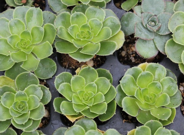 As suculentas são do gênero botânico Aeonium (Foto: Pixabay/TuJardinDesdeCero/CreativeCommons)