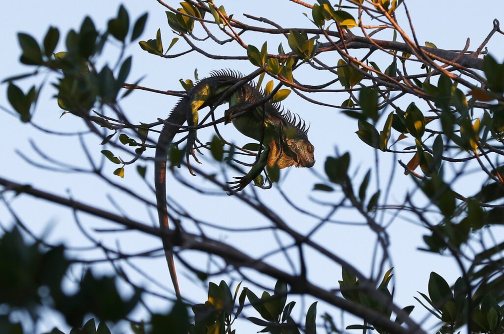 Iguana pendurada em árvore na Flórida, EUA em 30 de janeiro de 2022  — Foto: Wilfredo Lee/AP