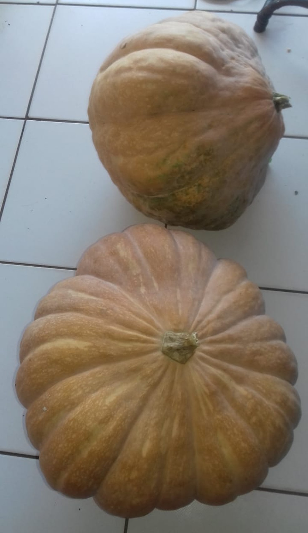 Segundo o dono da casa, as 'abÃ³boras do telhado' pesam, no mÃ­nimo, 15 kg cada uma. (Foto: John AraÃºjo)