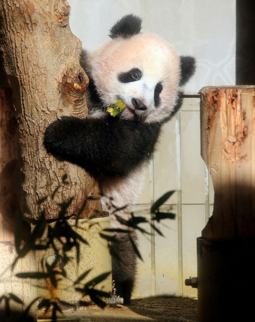 A filhote de panda Xinag Xiang é vista durante sua apresentação oficial em zoológico em Tóquio, no Japão — Foto: Yoshikazu Tsuno/Pool/AFP
