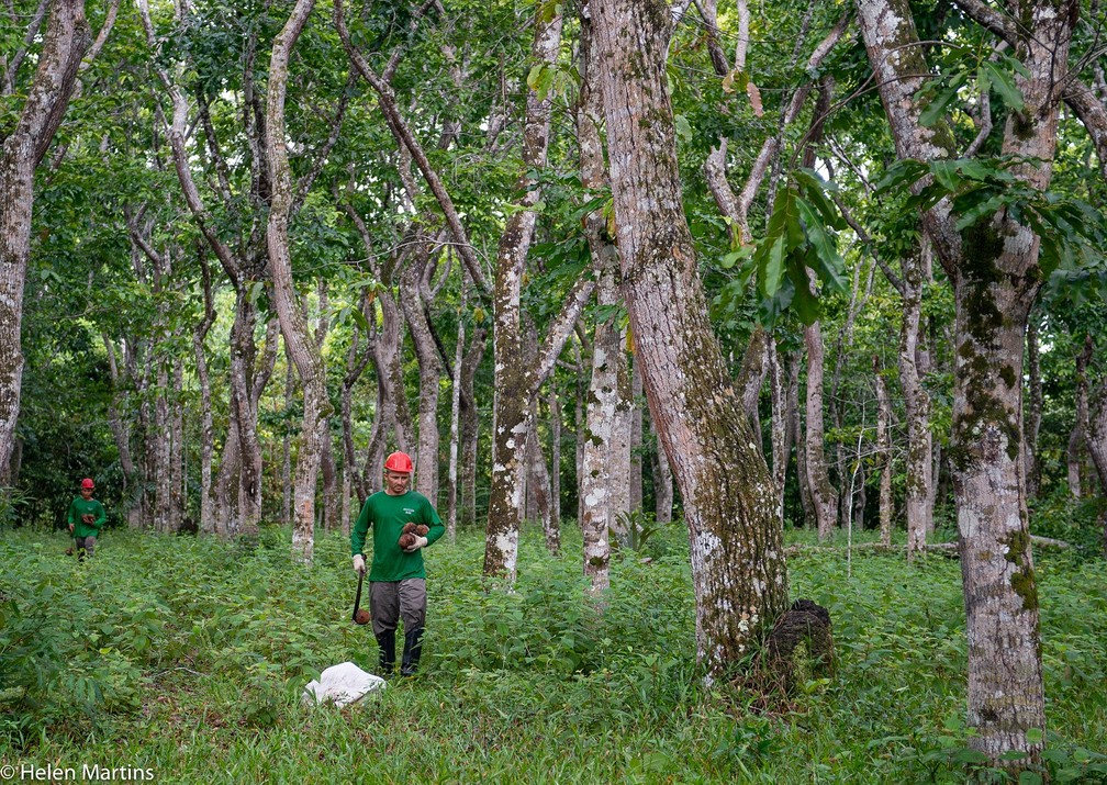 Trabalhadores coletando ouriços de castanhas no meio da propriedade do agrônomo Sérgio Vergueiro — Foto: Helen Martins/Acervo Pessoal