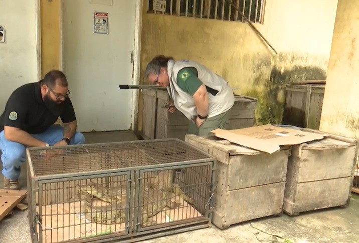 Animais silvestre e domésticos são resgatados por Centro de Triagem do Ibama durante enchente em Rio Branco