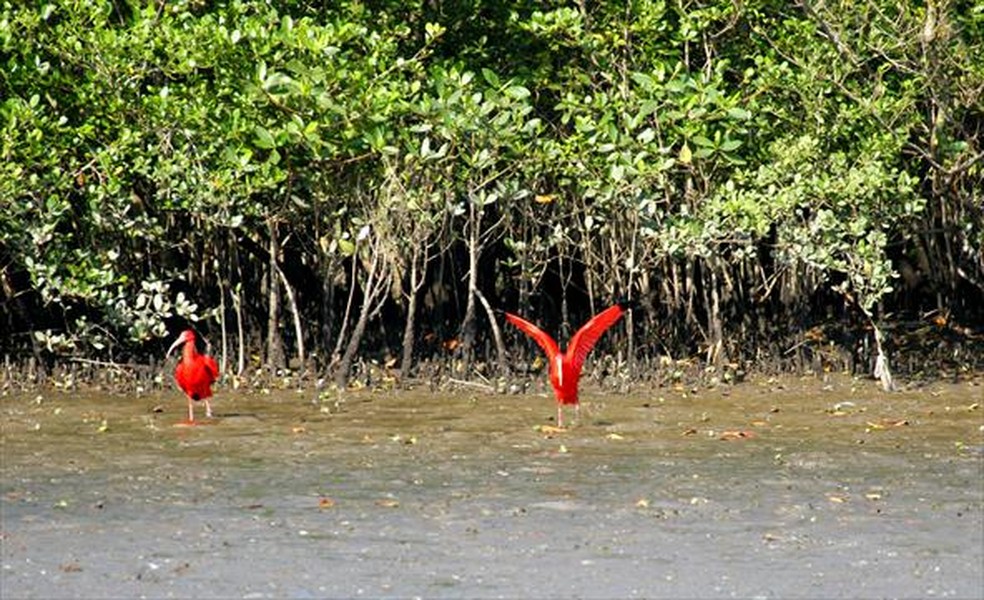 Nome do mangue-vermelho diz respeito à cor de sua casca ao ser raspada — Foto: Ciro Porto/TG