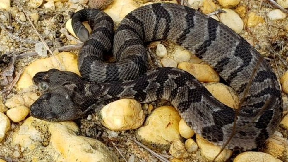 Featured image of post Imagens De Cobras De Duas Cabeças : Geralmente, as cobras se alimentam de pequenos roedores, mas alguns tipos de cobras conseguem se alimentar de sapos, lagartos e até aves.