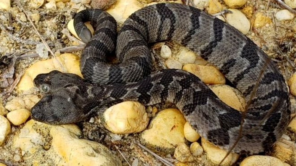 Duplo Dave A Rara Cobra De Duas Cabecas Achada Nos Eua Natureza G1 Cabeça de cobra atrás de grama verde. duplo dave a rara cobra de duas
