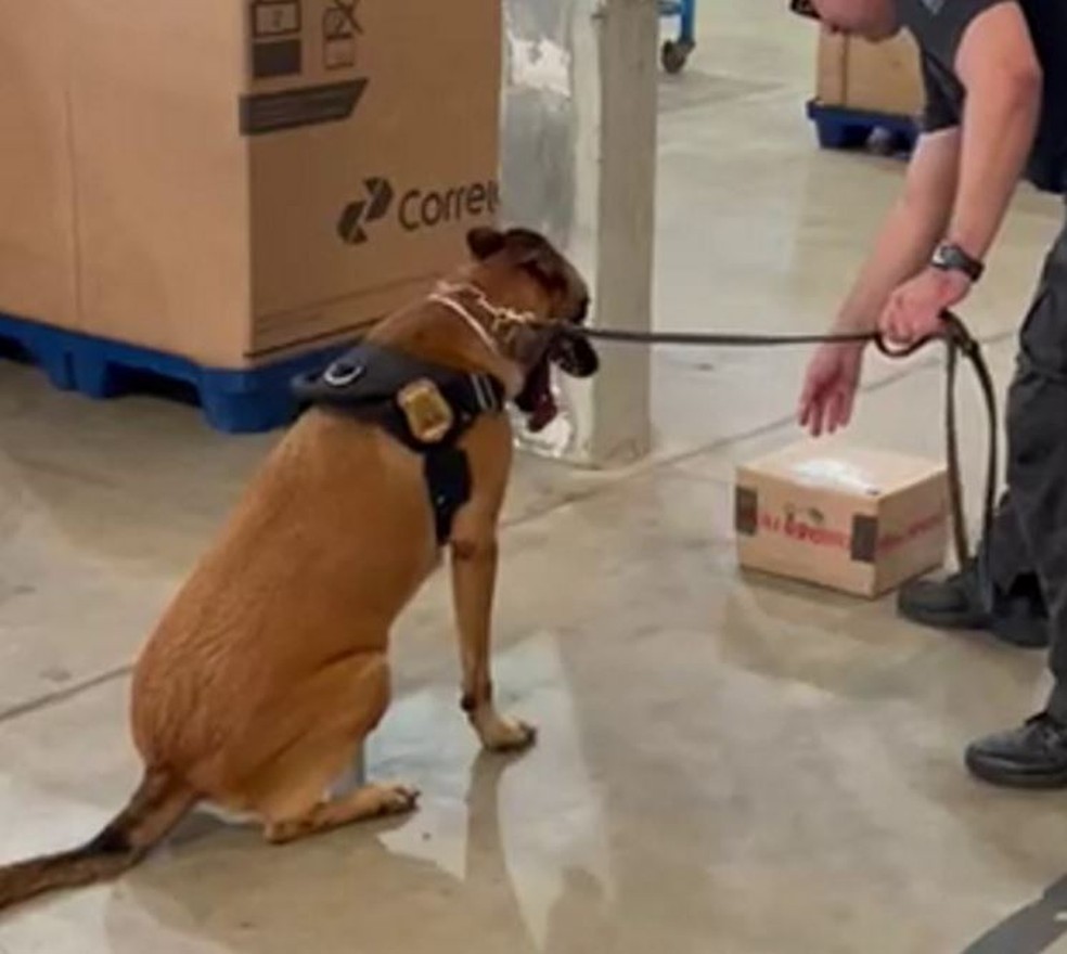 Polícia Federal apreende quase 5 kg de maconha no Centro de Distribuição dos Correios em Natal — Foto: Cedida