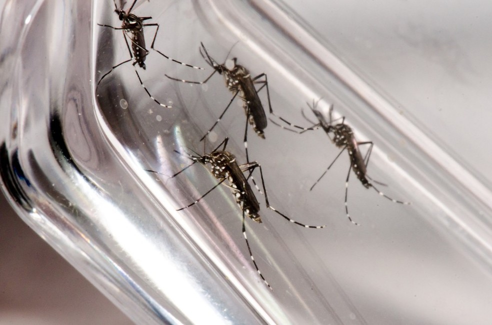 Mosquito Aedes aegypti é o tranmissor da zika, dengue e chikungunya.  — Foto: Rodrigo Méxas e Raquel Portugal/Fundação Oswaldo Cruz/Divulgação