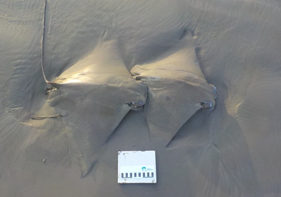 Cardume de seis raias foi encontrado encalhado em Praia Grande, no litoral de SP — Foto: Gabriela Silva/Instituto Biopesca