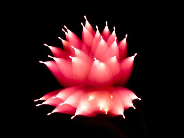 Com fogos de artifício, fotógrafo canadense David Johnson cria imagens que lembram flores (Foto: David Johnson)