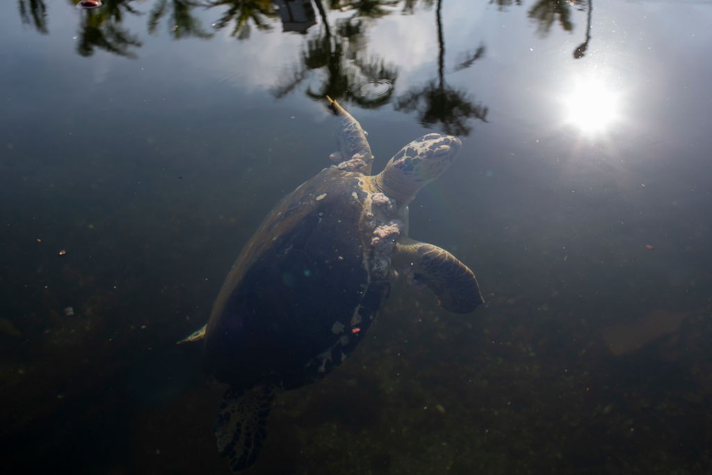 RIO DE JANEIRO, BRAZIL - MAY 09: A sea turtle swims in the coast of the Guanabara Bay during a coronavirus quarentine, on May 09, 2020 in Rio de Janeiro, Brazil. Nearly four year after Rio hosted the first Olympic games in South America, some Olympic lega (Foto: Getty Images)