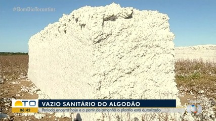 Com o fim do vazio sanitário, plantio do algodão pode começar na próxima terça-feira (21)