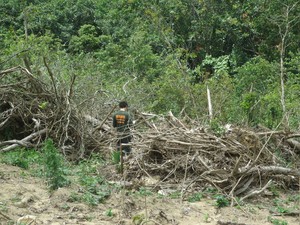Este foi o primeiro caso de desmatamento de grande proporção observado pela Semace, na APA da Serra da Aratanha.  (Foto: Semace)