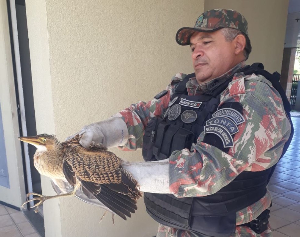 Batalhão de Policiamento Ambiental resgata socó-boi que apareceu em condomínio no Bairro De Lourdes, em Fortaleza. — Foto: Polícia Militar/ Divulgação