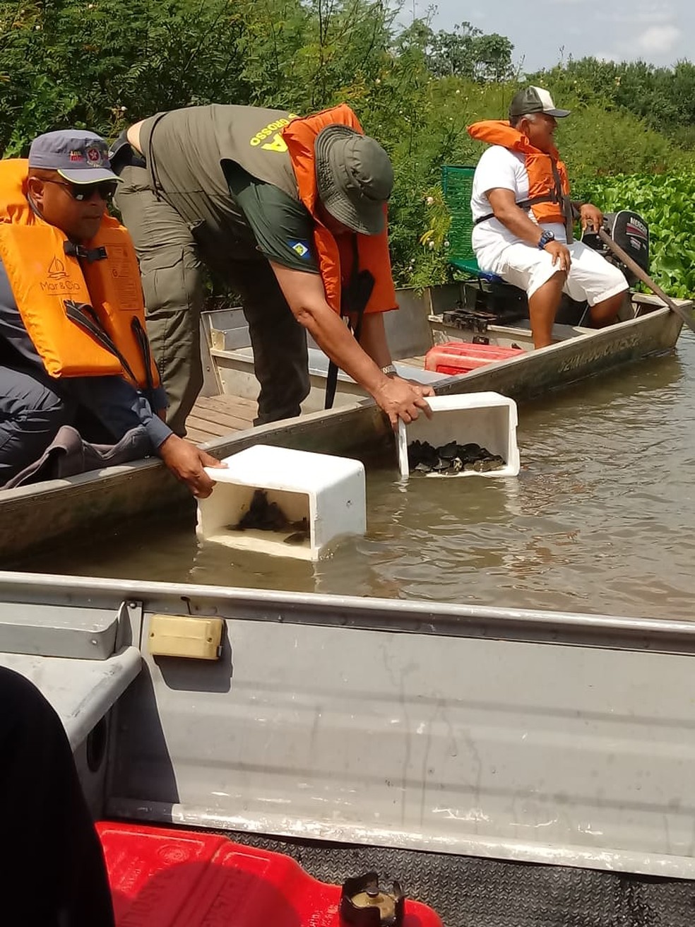 Tartarugas serão soltas no Rio Araguaia — Foto: Projeto Amigos da Natureza/Divulgação