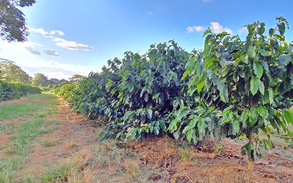 Cultura do café depende da importação de fertilizantes no Sul de Minas — Foto: Jonatam Marinho
