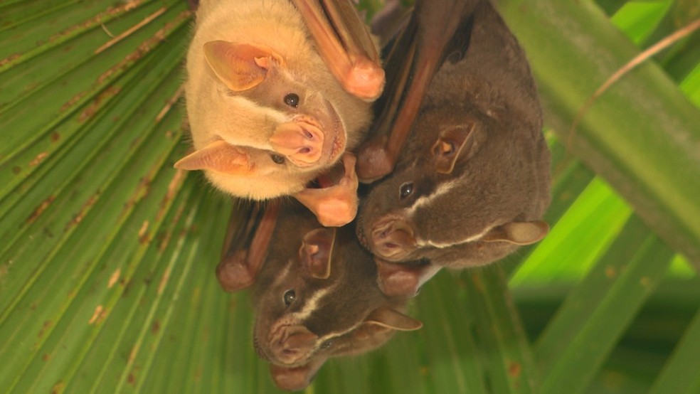 Morcego encontrados em Campinas foram alvos de estudos de pesquisador da Unicamp — Foto: Vanderlei Duarte / TG