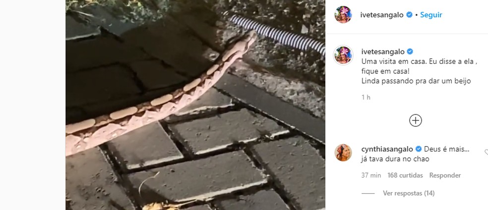 Ivete Sangalo posta vídeo de cobra na casa dela em Salvador: 'Passando para dar um beijo' — Foto: Reprodução/Instagram