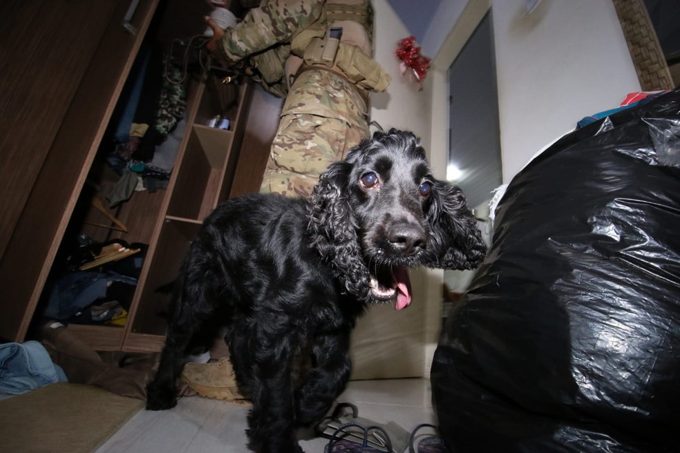 Cadela farejadora Jade, da COE, detectou coca&iacute;na na parte superior de um arm&aacute;rio durante a opera&ccedil;&atilde;o Gunsmith, no interior da Bahia &mdash; Foto: Alberto Maraux/SSP-BA