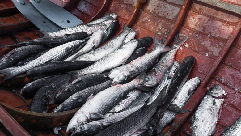 peixe-pescaria-barco-pescado (Foto: Noel Portugal/CCommons)