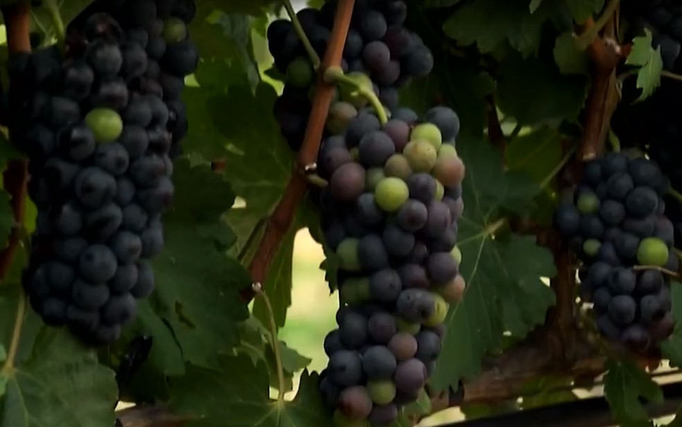 Uvas da vinícola VSB, em Curaçá, na Bahia — Foto: Reprodução/TV Bahia