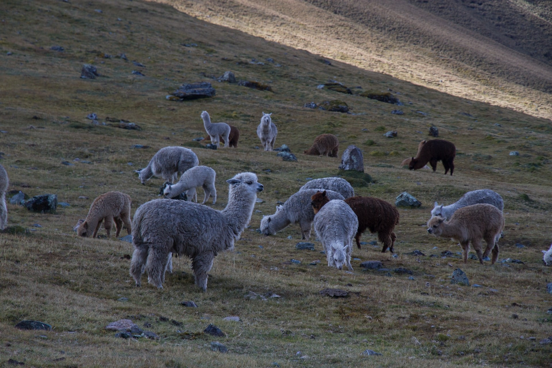 As alpacas podem ser suscetíveis a hospedar o novo coronavírus  (Foto: Paul Summers / Unsplash)