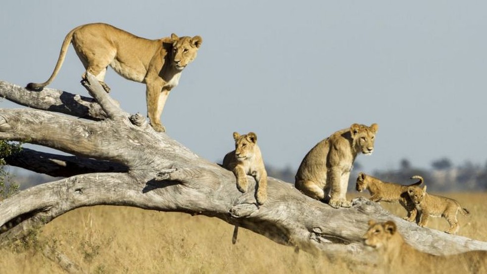 As leoas julgam quantos intrusos podem enfrentar antes de se aproximarem — Foto: Getty Images via BBC