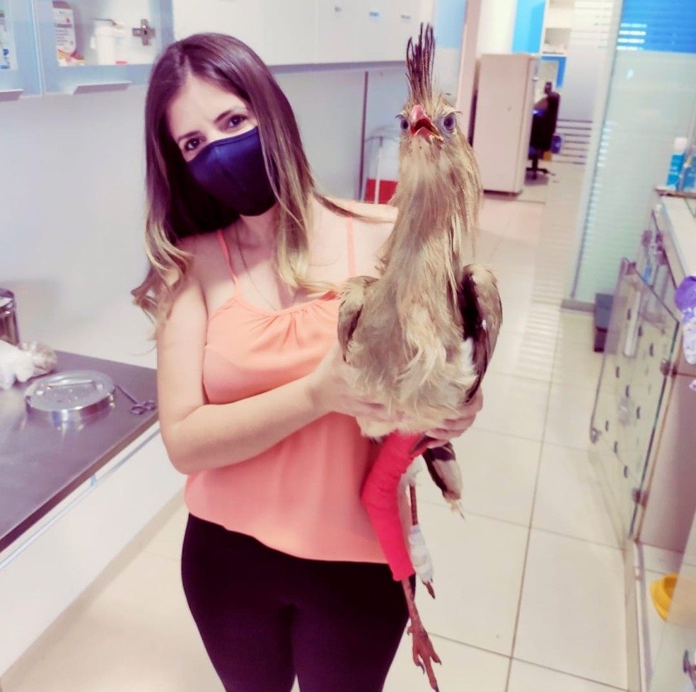 Fisioterapeuta Joisyany Ceber Anselmi ajudou a salvar seriema atropelada — Foto: Joisyany Ceber Anselmi/Cedida