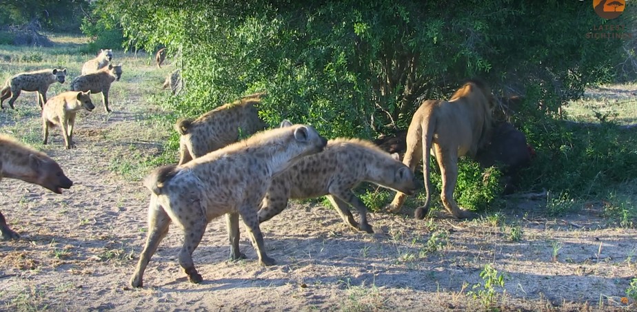 Hiena corajosa tentando puxar um leão pela cauda para afastá-lo de uma preciosa presa
