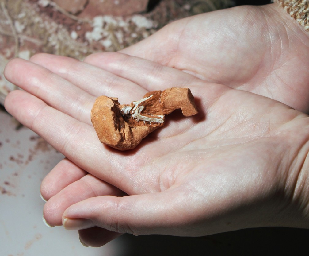 Pesquisadores identificam novo réptil brasileiro de 225 milhões de anos — Foto: Rodrigo Temo Müller/Divulgação
