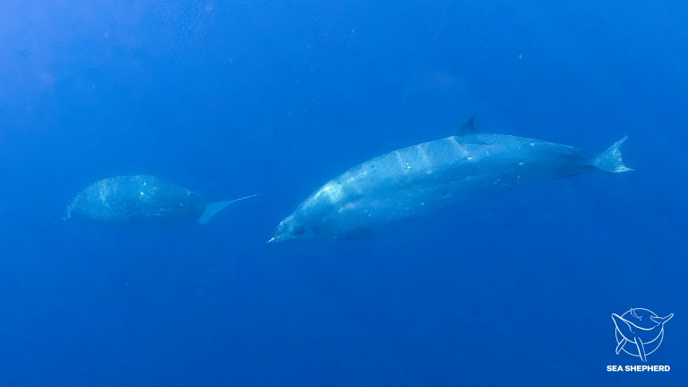 Possível nova espécie de baleia é observada no México (Foto: Simon Ager/Sea Shepherd)