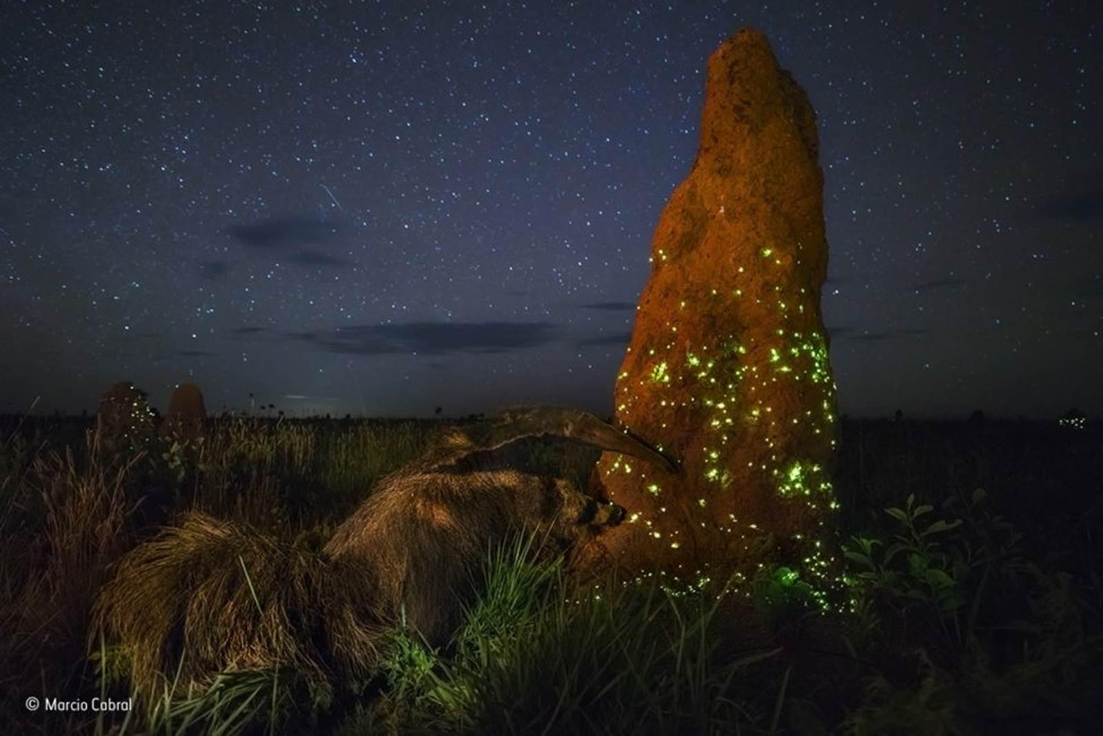 O Invasor Noturno é um registro de um tamanduá invadindo um cupinzeiro durante a noite (Foto: Marcio Cabral/WPY/BBC)