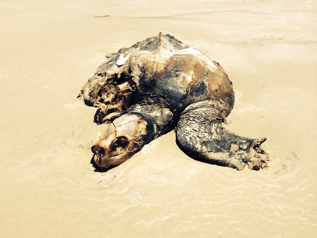 Tartaruga encontrada na praia gaúcha (Foto: Roberta Salinet/RBS TV)