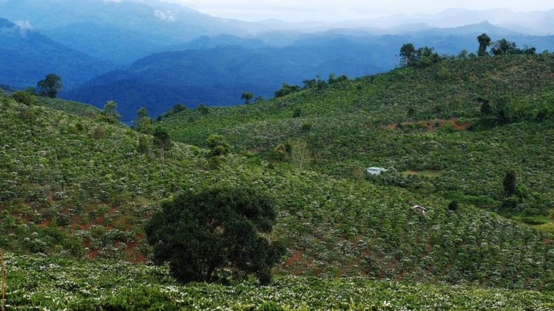 O Arábica descendente das plantas etíopes originais; já o Robusta é encontrado em blends e no café solúvel (Foto: Getty Images via BBC News)