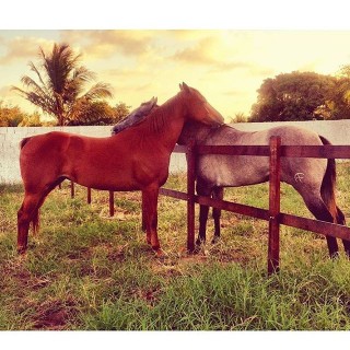 Foto dos cavalos Apolo e Luna, enviada via Instagram @zecaezaara_thebordercollies