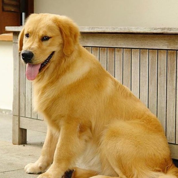 Dodô era o cachorro de estimação de Enzo Celulari (Foto: Reprodução/Instagram)