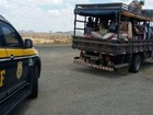 PRF inicia operação para coibir transporte irregular de romeiros no CE