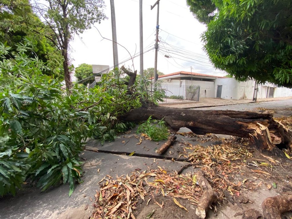 Árvore caiu durante chuva e obstruiu parte na avenida Pedro Almeida, no Bairro São Cristóvão, em Teresina — Foto: Hélder Vilela/TV Clube
