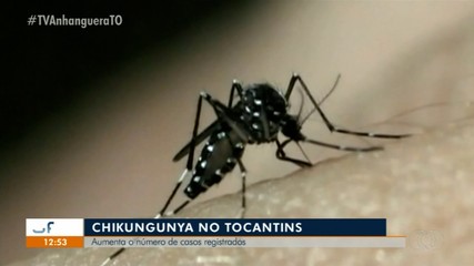 Casos de Chikungunya esse ano já superam os do ano passado inteiro