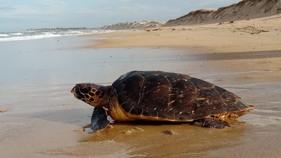 Tartatura-de-pente é uma das espécies ameaçadas de extinção que desovam nas praias do Futuro e Sabiaguaba, em Fortaleza. — Foto: Divulgação/Projeto Tamar