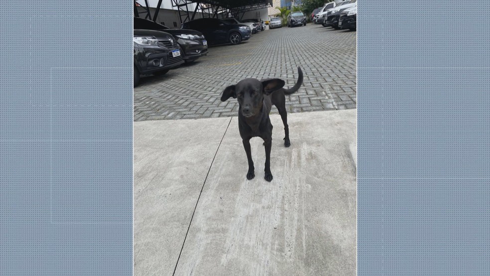 "Chalie", cachorro de suspeito que virou mascote de delegacia no centro de SP — Foto: Reprodução/TV Globo