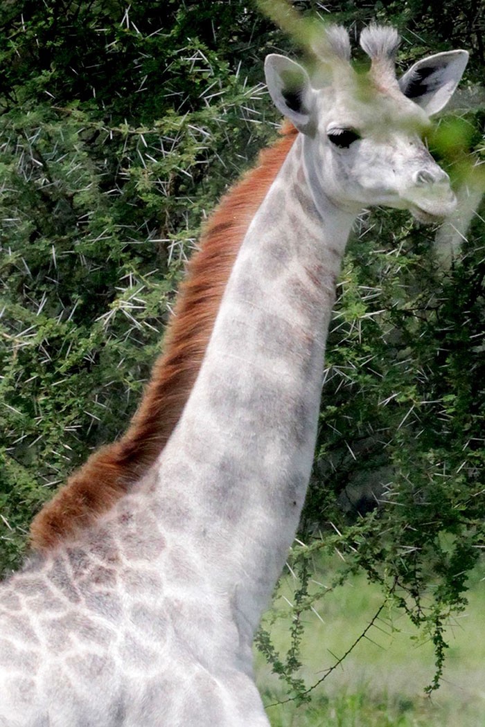 girafa (Foto: Wild Nature Institute)