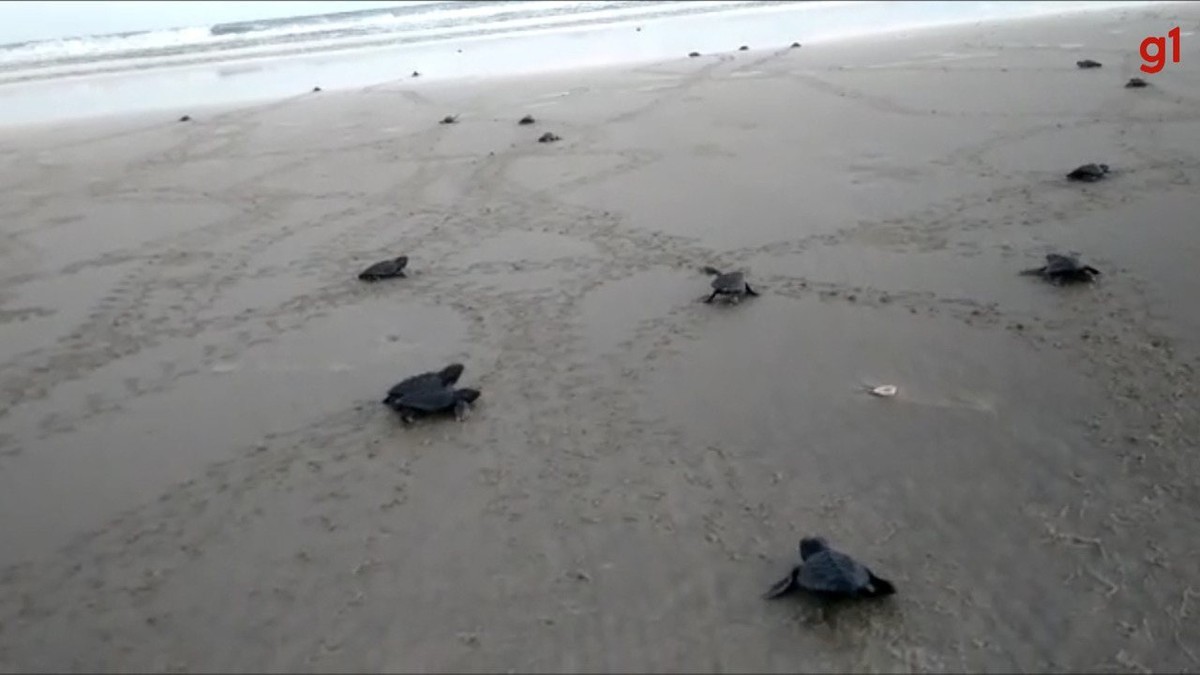 VÍDEO: Filhotes de tartarugas marinhas são flagradas a caminho do mar em praia no sul da Bahia | Bahia