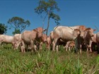Preço baixo faz pecuarista segurar o gado pronto para abate em MS