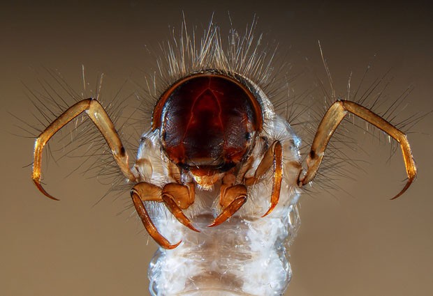 As pernas e a cabeça de uma espécie de larva foi capturada pelo microscópio do francês Fabrice Parais (Foto: Divulgação/Fabrice Parais/2013 Olympus BioScapes Digital Imaging Competition)